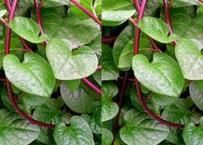 Berbagai Manfaat Daun Binahong Yang Harus Kalian Ketahui! 