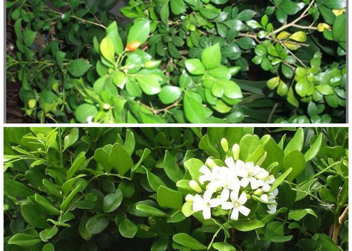 Khasiat Daun Kemuning bagi Kesehatan: Herbal Tradisional untuk Jantung, Kulit, dan Daya Tahan Tubuh