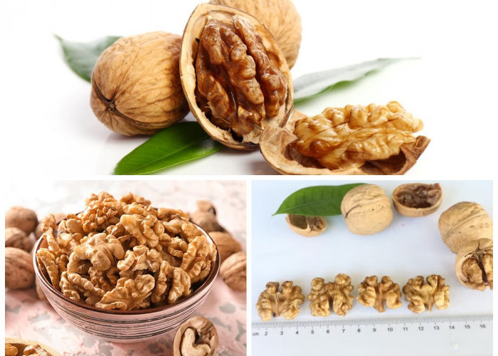 Mengenal Kacang Walnut! Inilah Senjumlah Manfaat dan Khasiatnya?