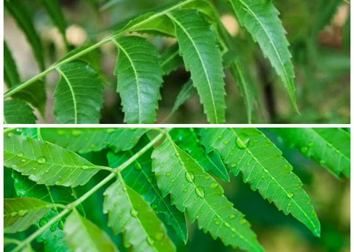 5 Manfaat Hebat Daun Mimba untuk Kesehatan yang Perlu Anda Ketahui