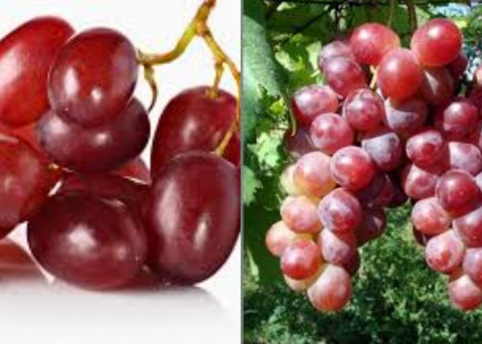 Jarang Diketahui Ini 7 Manfaat Buah Anggur Merah Untuk Kesehatan Tubuh!