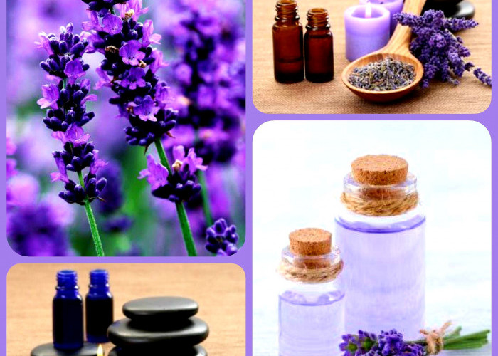 Aromaterapi! Wangi dan Cantik. Bunga Lavender Beraroma Khas Ternyata Kaya Akan Manfaat Untuk Kesehatan