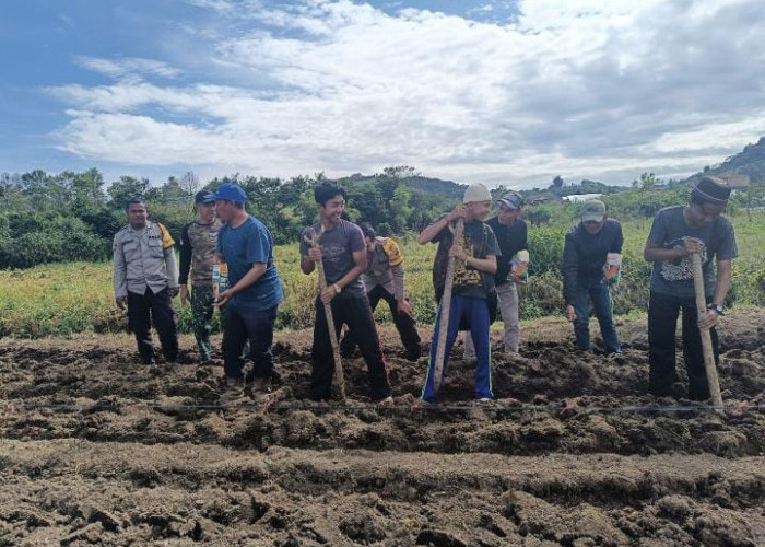 Wujudkan Ketahanan Pangan Nasional, TNI - Polri Tanam Jagung bersama Petani