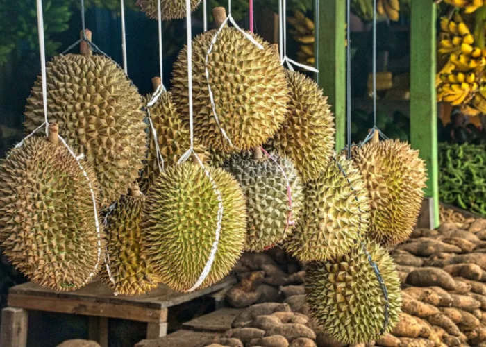 6 Daerah Ini Jadi Pusat Penghasil Durian Terbesar, Nomor 6 Gak Disangka!