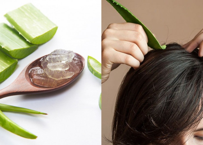 Simak Yuk! Inilah Manfaat Lidah Buaya untuk Rambut