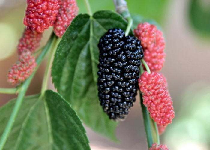 Mengulik 5 Khasiat Luar Biasa Buah Mulberry yang Baik untuk Kesehatan 