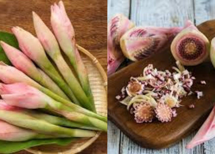 Manfaat Kecombrang Untuk Kesehatan Tubuh: Rahasia Hidup Lebih Sehat