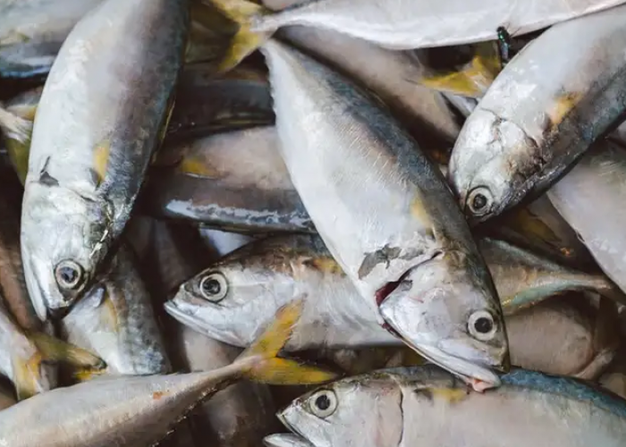 Tak Hanya Lezat! Inilah 5 Khasiat Ajaib Ikan Tongkol yang Harus Kamu Tau! 