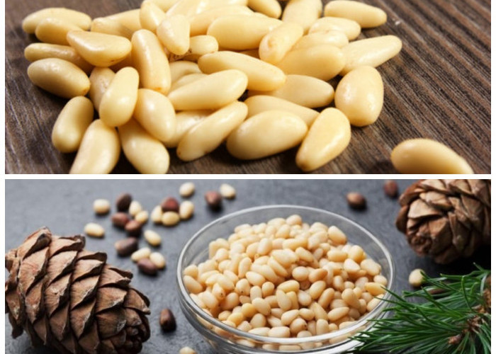 Pertahankan Berat Badan Ideal! Ini Manfaat Tak Terduga dari Kacang Pinus untuk Kesehatan