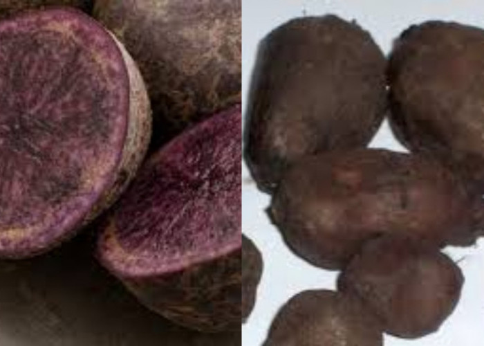  Kentang Hitam, Yuk Ketahui Kandungan dan Manfaatnya Untuk Kesehatan Tubuh!