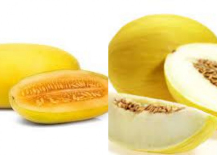 Yuk Ketahui! 8 Manfaat Timun Suri Untuk Kesehatan Tubuh Yang Penting