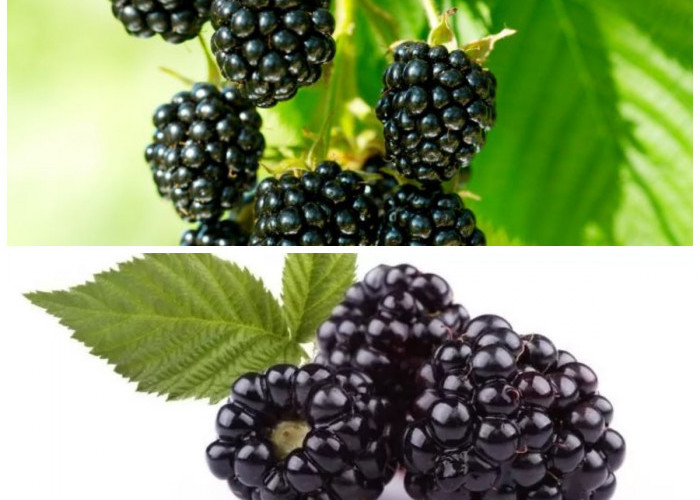 Rahasia Sehat dari Buah Blackberry: Si Kecil Hitam dengan Nutrisi Hebat untuk Tubuh