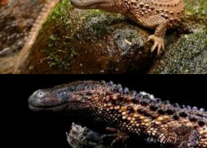 Unik dan Menarik! Menguak Misteri Hewan Mirip Naga Tanpa Telinga yang Langka di Kalimantan