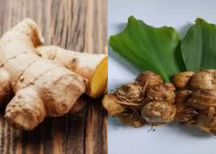 Wajib Tahu Inilah 8 Manfaat Kencur Bagi Kesehatan Tubuh Yang Luar Biasa!