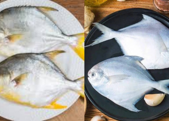 Inilah 7 Manfaat Ikan Bawal Untuk Kesehatan Tubuh Yang Jaranag Diketahui!