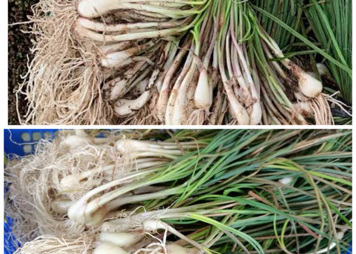8 Manfaat Bawang Batak bagi Kesehatan Tubuh: Tanaman Herbal Khas Sumatera Utara yang Kaya Khasiat!