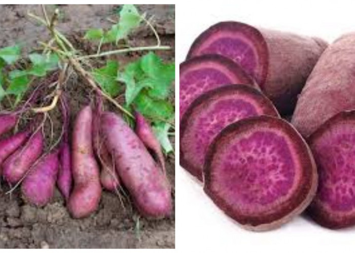 Khasiat Ubi Ungu untuk Kesehatan dan Kecantikan !