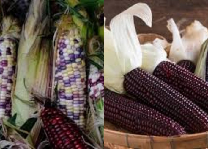 5 Kegunaan Jagung Ungu yang Menawan