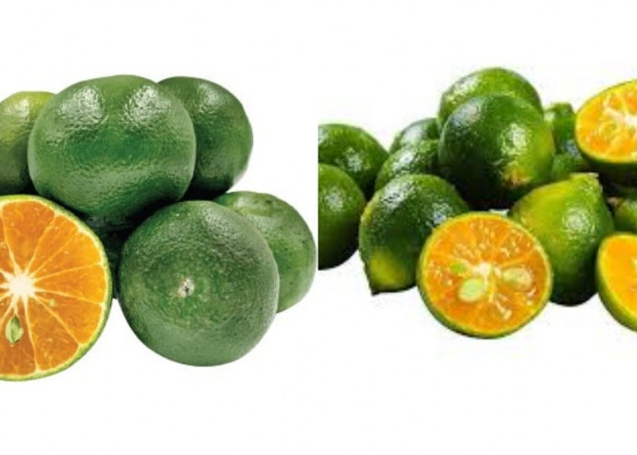 Jeruk Kasturi: Yuk Ketahui Nutrisi dan Manfaatnya Bagi Kesehatan