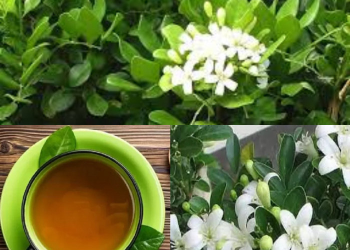 Yuk Intip Manfaat Daun Kemuning untuk Kesehatan Tubuh, Bisa Obati Rematik!