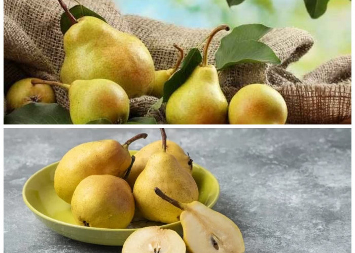 Rahasia Sehat dari Buah Pir: Segudang Khasiat yang Sayang untuk Dilewatkan!