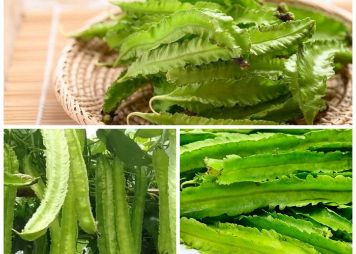 9 Manfaat Kecipir untuk Kesehatan Tubuh: Rahasia Sayuran Lokal yang Kaya Nutrisi!