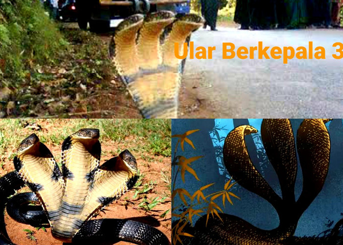 Mengungkap Misteri Alam Ular Berkepala 3. Ini Faktanya!