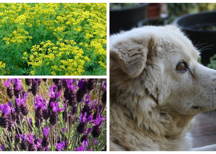 Rumah Aman untuk Anjing, Ini Rekomendasi 7 Tanaman yang Mereka Hindari!