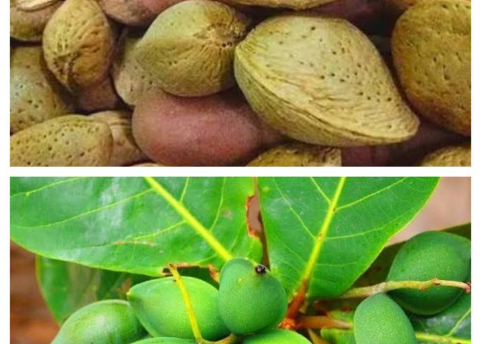 Kenali Beragam Manfaat Buah Ketapang untuk Menunjang Kesehatan Secara Alami
