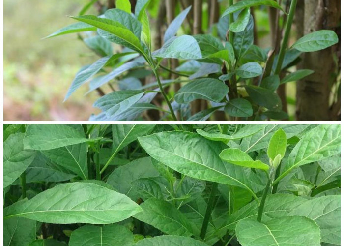 Manfaat Daun Afrika, Solusi Herbal Alami dengan Banyak Kegunaan Medis