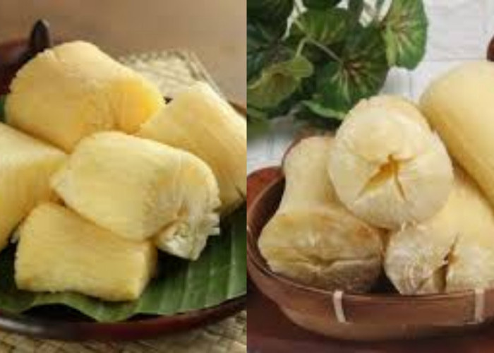 Meningkatkan Sistem Kekebalan Tubuh Inilah Manfaat Singkong Untuk Kesehatan!