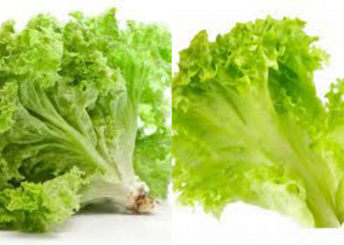 Simak Selengkapnya 9 Manfaat Daun Selada Yang Belum Banyak Diketahui!