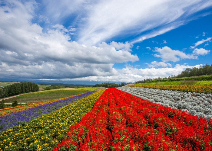 Musim Panas Tiba! Inilah 6 Wisata di Hokkaido Jepang yang Populer Saat Musim Panas
