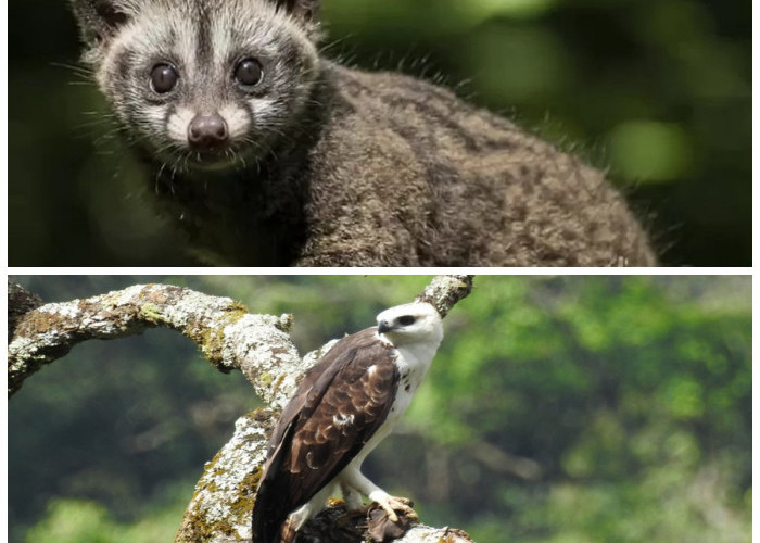 Eksplorasi Gunung Rinjani: Deretan Satwa Langka yang Hanya Bisa Ditemui di Sini!