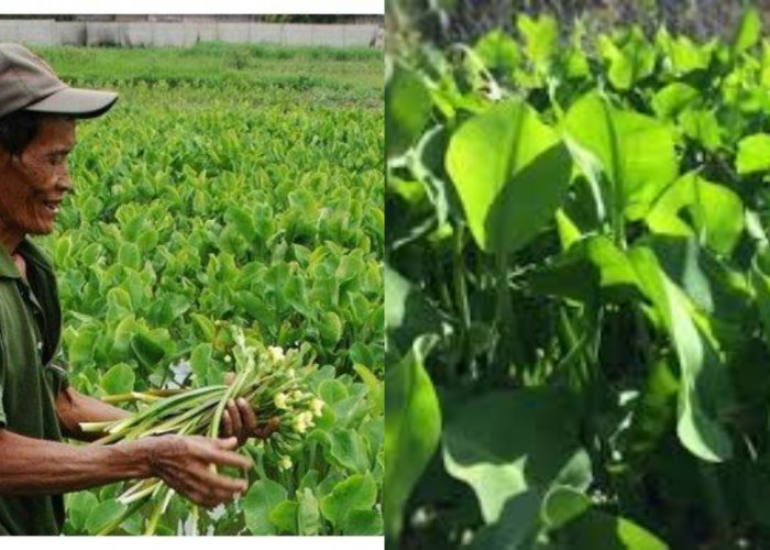 Inilah Manfaat Genjer, Tumbuhan Liar yang Baik untuk Kesehatan!