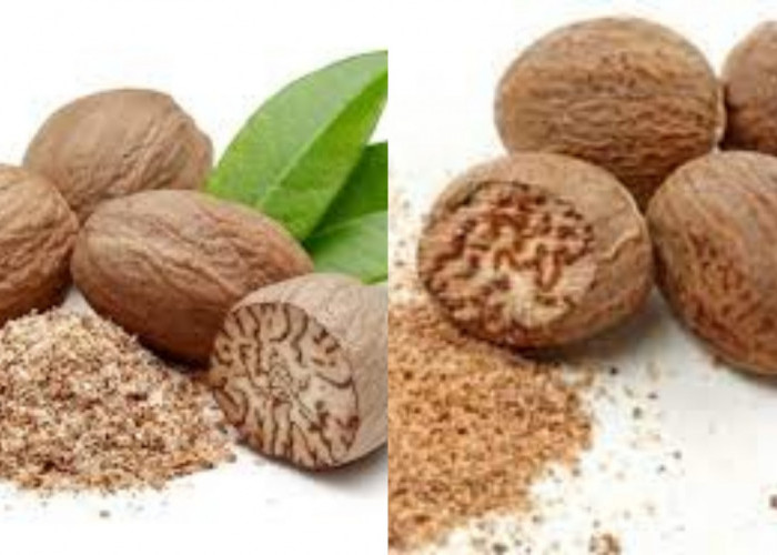 Simak Dan Kenali Kandungan Gizi dan Manfaat Buah Pala untuk Kesehatan Tubuh!