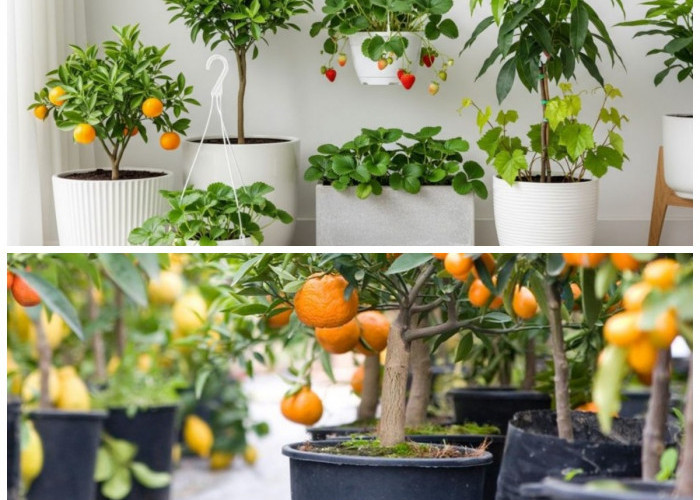 Teras Makin Hijau! 8 Jenis Tanaman Buah dalam Pot yang Mudah Dirawat dan Produktif