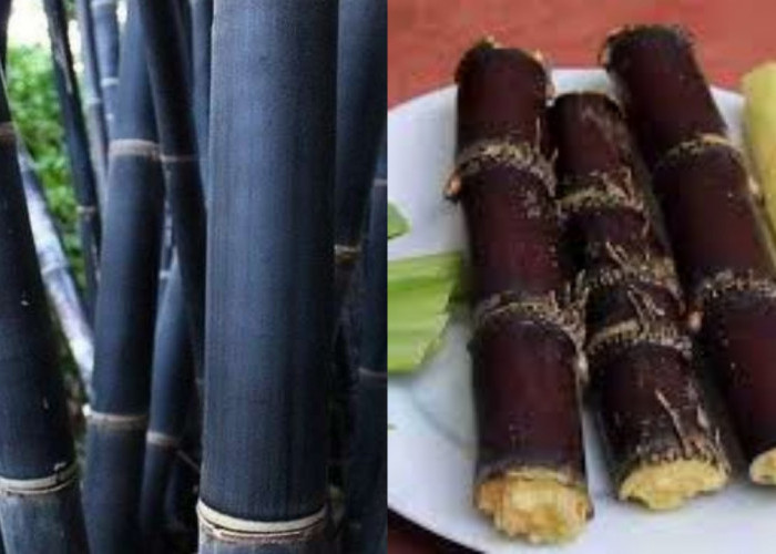 Ketahui, Inilah Manfaatnya Tebu Hitam untuk Kesehatan!