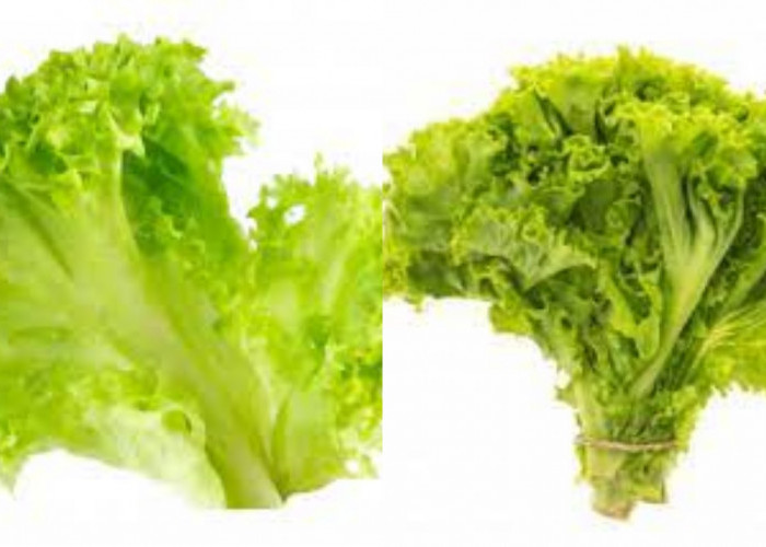 Wajib Tahu Inilah 9 Manfaat Selada Untuk Kesehatan Tubuh Yang Luar Biasa!