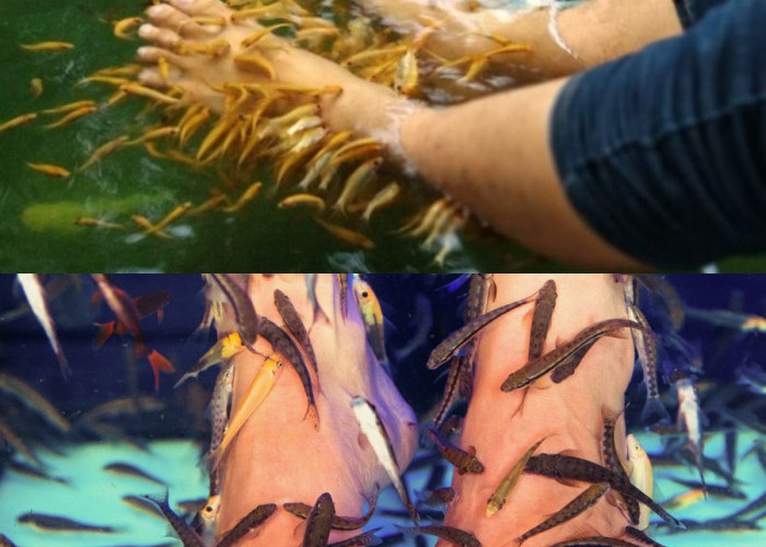 Menggali Keuntungan Terapi Ikan untuk Kesehatan!