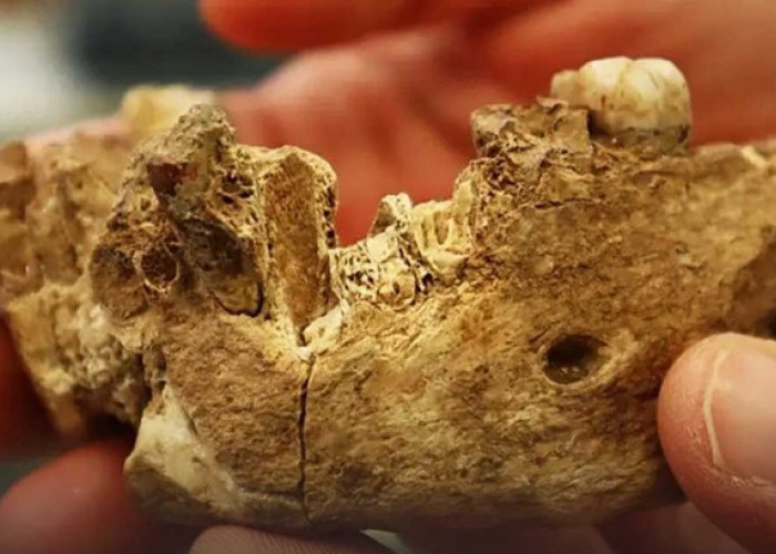 Ditemukan Fosil tak Dikenal di Israel, Benarkah Nenek Moyang Manusia