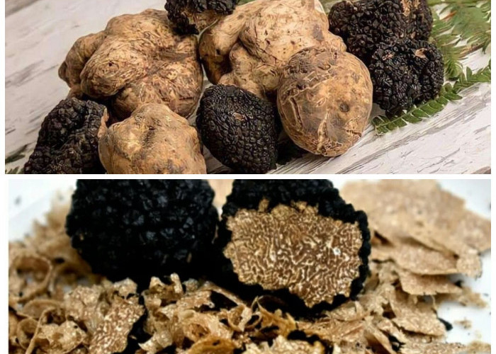Truffle: Jamur Mewah dengan Khasiat Luar Biasa yang Pernah Dianjurkan Rasulullah