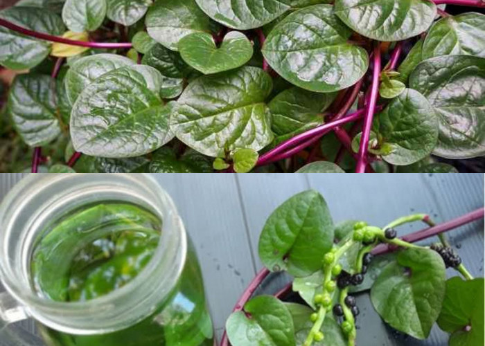 7 Keuntungan Daun Binahong untuk Kesehatan Yang Wajib Anda Ketahui!