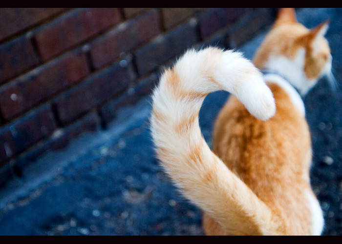 Pecinta Kucing Wajib Tau! Yuk Pahami 8 Arti Dari Gerakan Ekor Kucing Ini