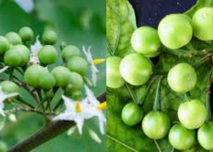 Yuk Ketahui! Inilah 8 Manfaat Terong Pipit Untuk Kesehatan Tubuh