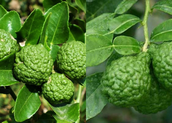 Meredakan Stres Dan Kecemasan Kamu Harus Tau Teryata Ini Manfaat Dari Jeruk Purut Untuk Kesehatan! 