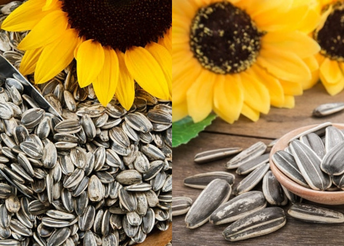 Yuk Intip Ragam Manfaat Biji Bunga Matahari Untuk Kesehatan Yang Luar Biasa! 
