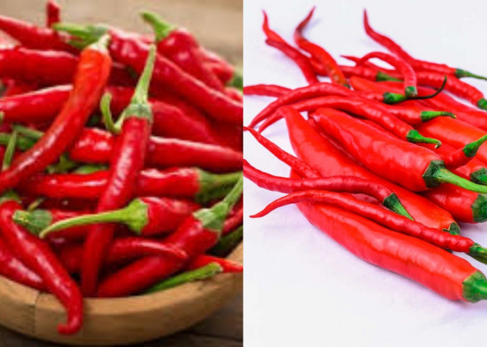 Wajib Tahu 6 Manfaat Cabai untuk Kesehatan Tubuh Yang Luar Biasa!