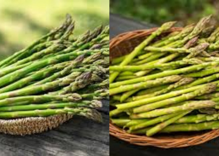 Jarang Diketahui Inilah 7 Manfaat Asparagus Untuk Kesehatan Tubuh!