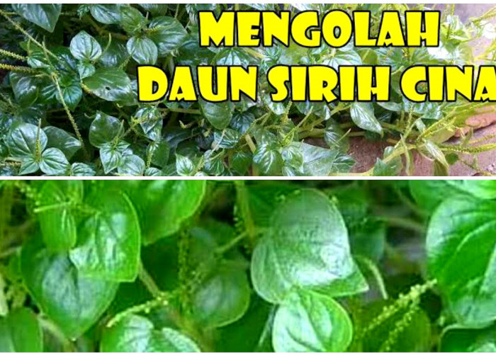 Ampuh. Cara Mengolah Daun Sirih Cina Jadi Obat Herbal